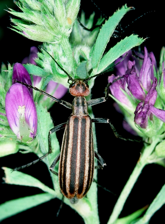 Stripped Blister Beetle